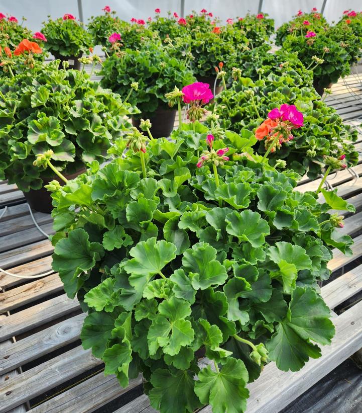 Geranium Zonal