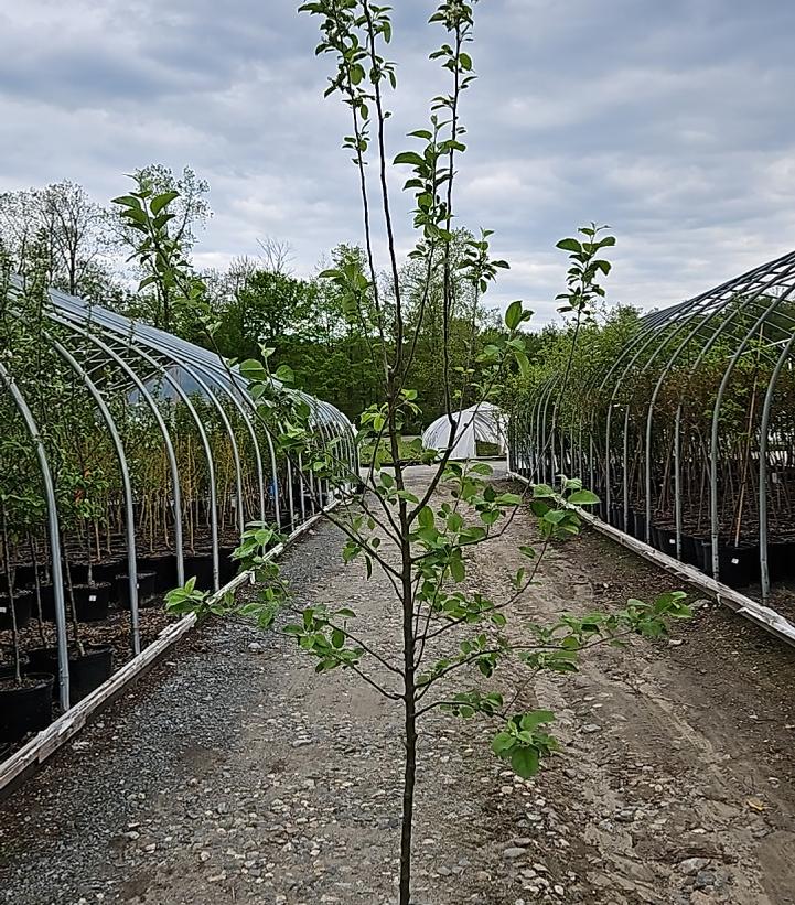 Malus 'Freedom'