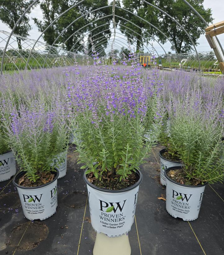 Perovskia atriplicifolia 'Sage Advice'