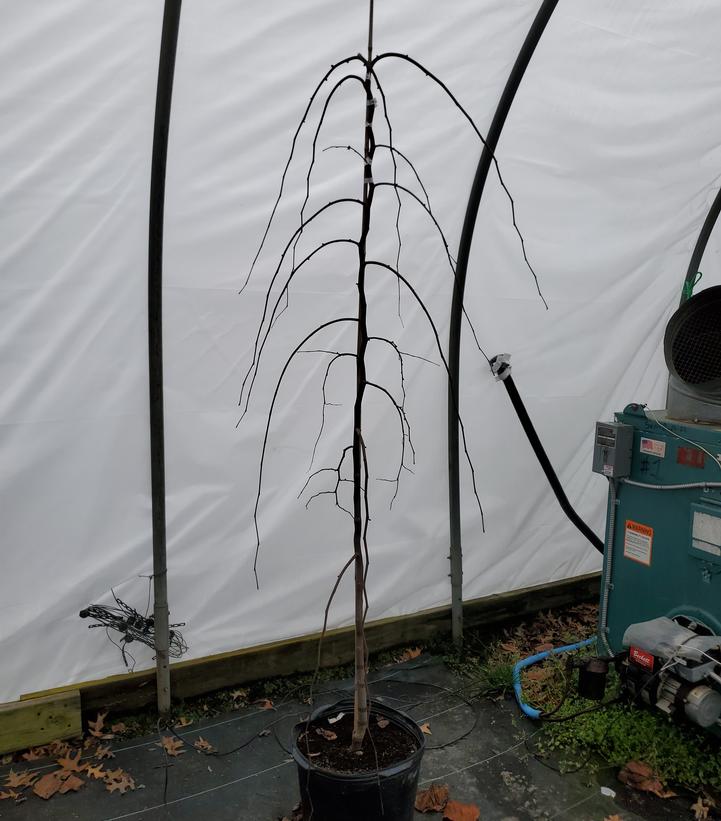 Cercis canadensis Golden Falls®