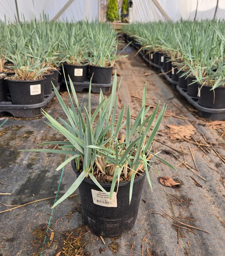 Leymus arenarius 'Blue Dune'