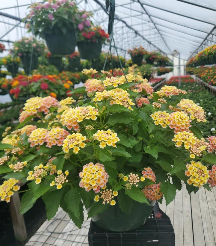 Lantana 