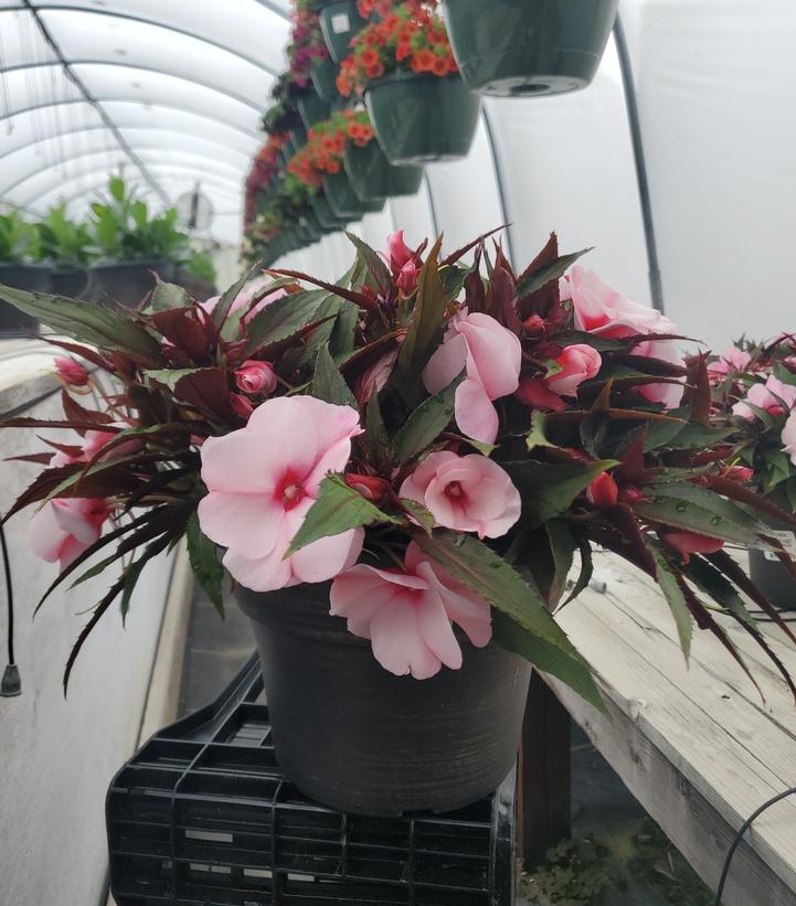 New Guinea Impatiens Assorted Mix