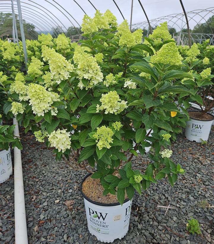 Hydrangea paniculata Limelight Prime®