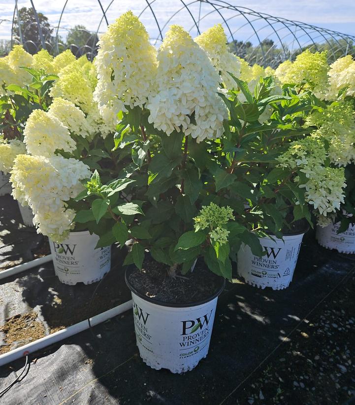 Hydrangea paniculata Quick Fire Fab®