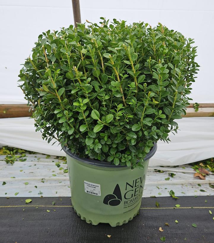 Buxus NewGen Freedom®