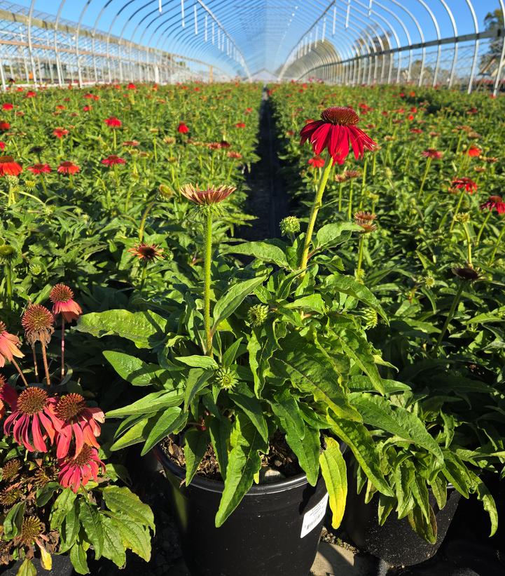 Echinacea x Artisan™ Red Ombre