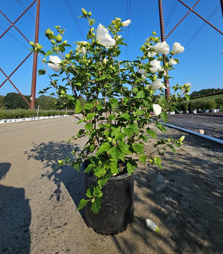 Hibiscus syriacus Diana