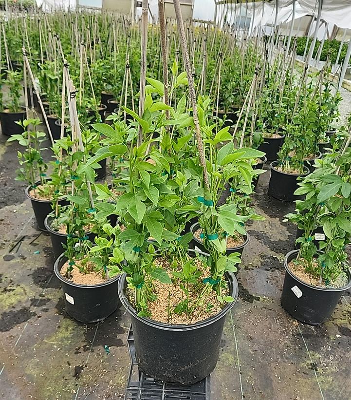 Passiflora incarnata 