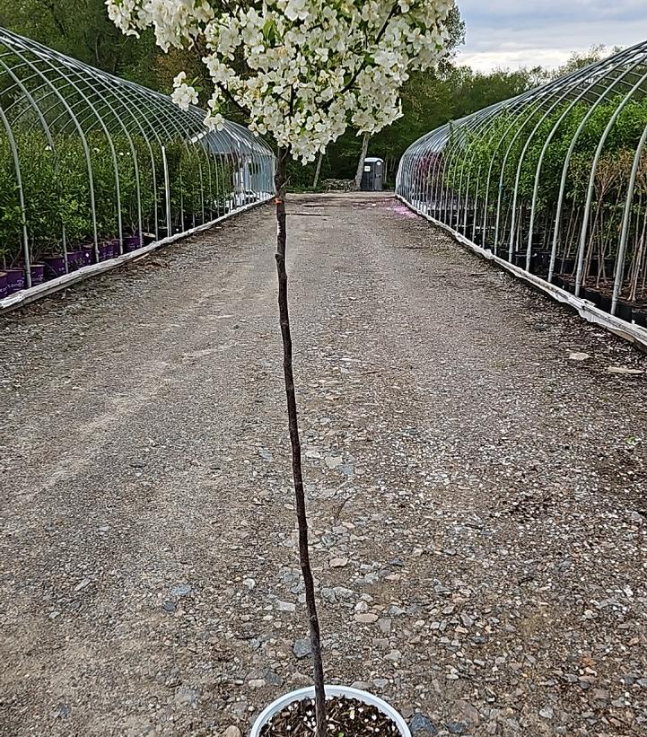Malus x LOLLIPOP®