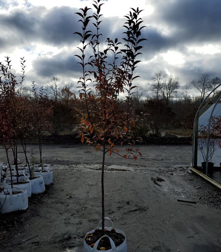 Malus x Show Time™