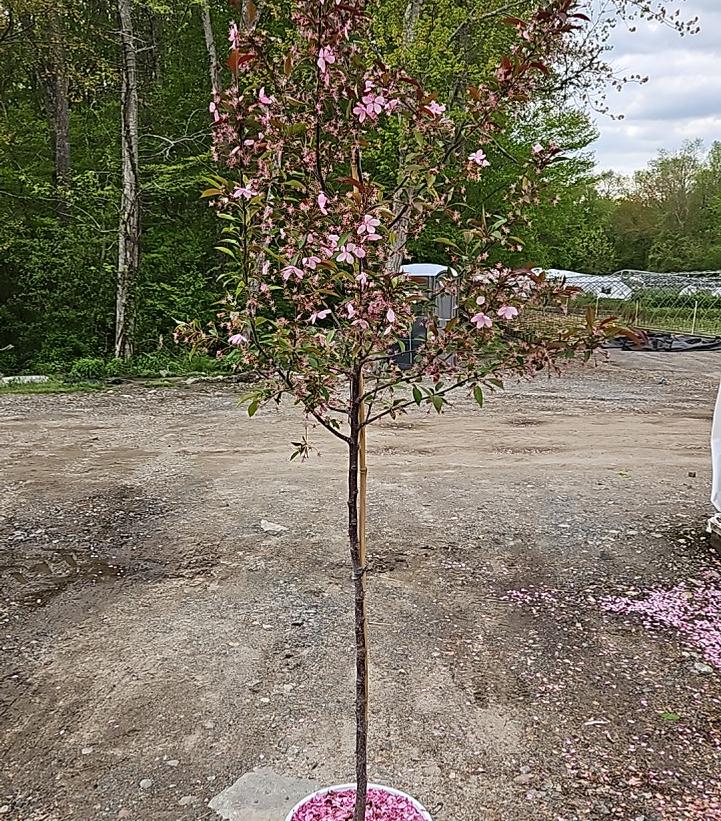 Malus x Show Time™