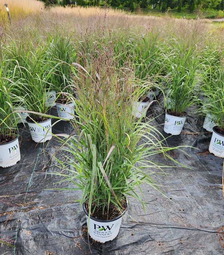 Panicum virgatum Prairie Winds® Apache Rose