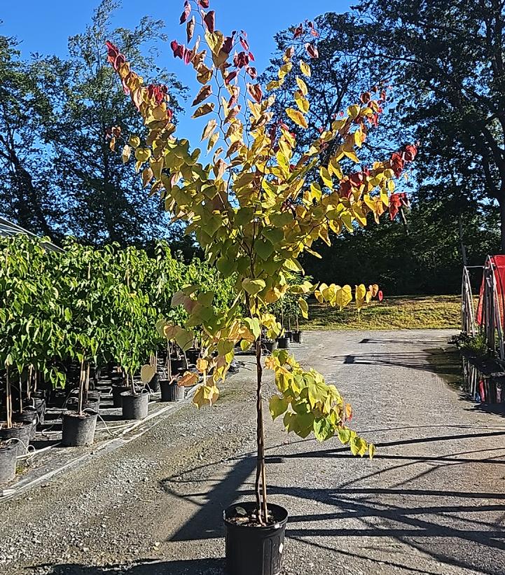 Cercis canadensis Flame Thrower®