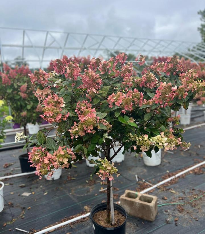 Hydrangea paniculata Pink Diamond