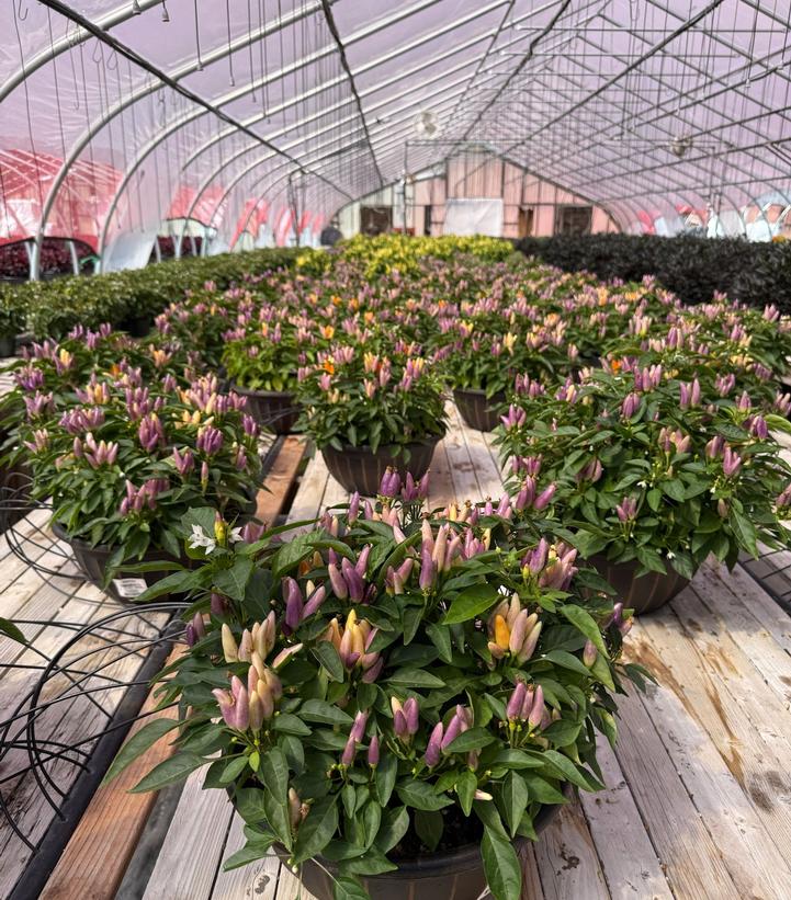 Pepper Ornamental Mixed