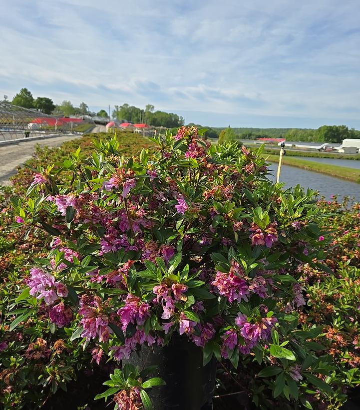 Azalea x 'Herbert'