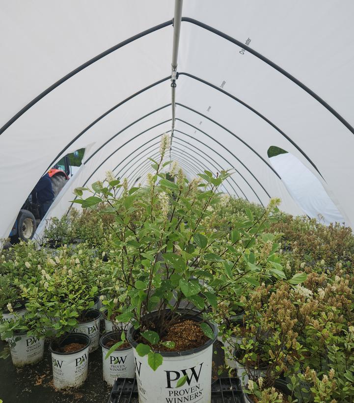 Fothergilla x intermedia Legend Of The Small®