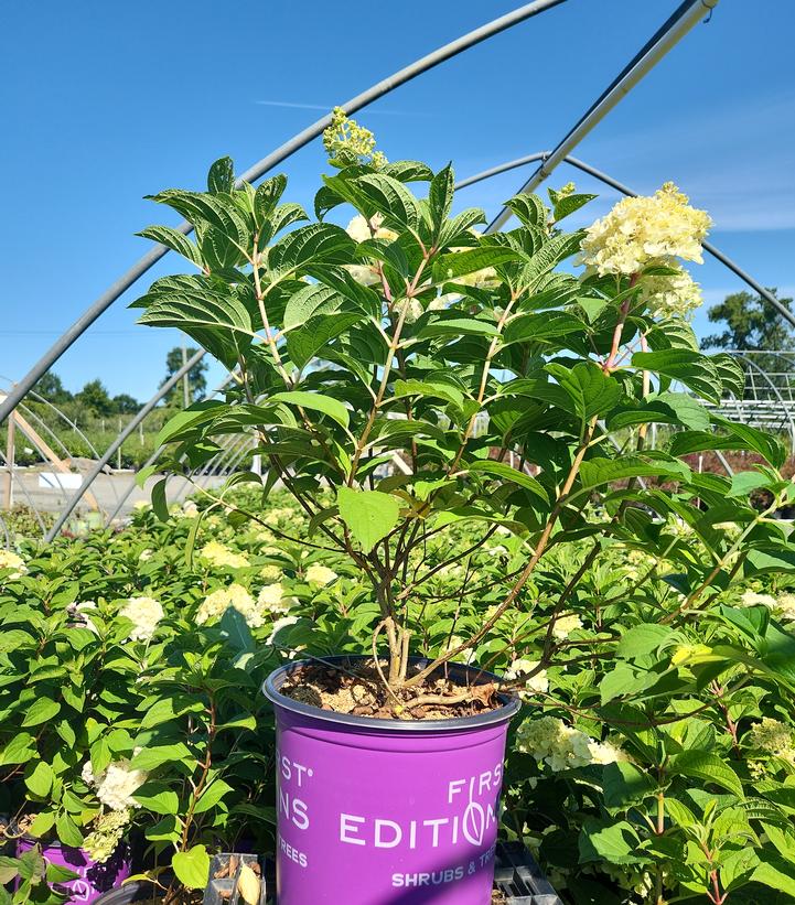 Hydrangea paniculata Little Hottie® Panicle Hydrangea
