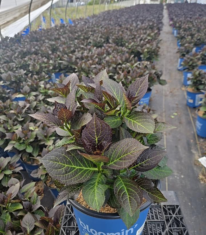 Hydrangea macrophylla 'Kimono'