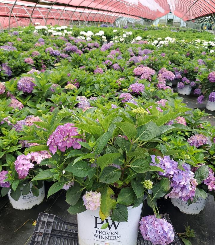 Hydrangea macrophylla Let's Dance ¡Arriba!®