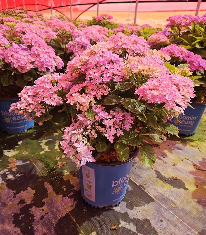 Hydrangea macrophylla Starfield™