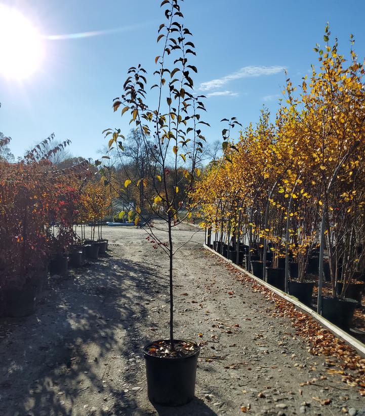 Malus Red Splendor