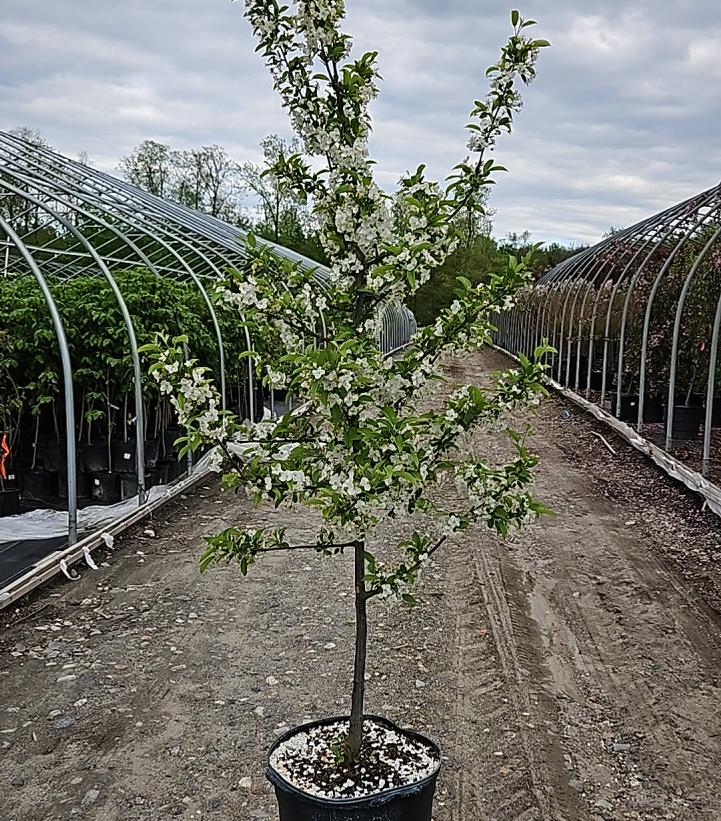 Malus sargentii 
