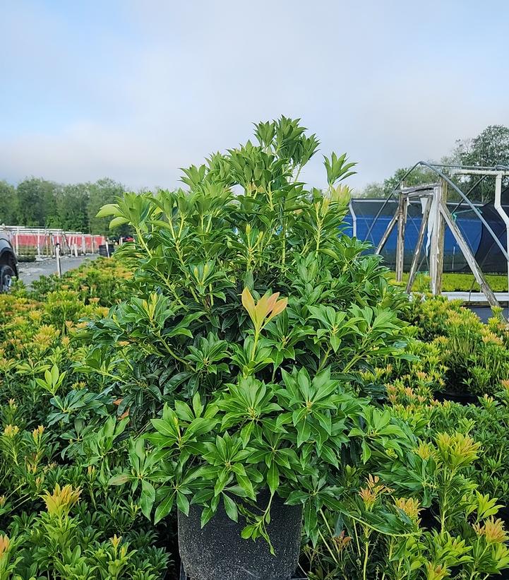 Pieris japonica 'Purity'
