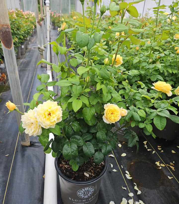 Rosa Romantica® Moonlight