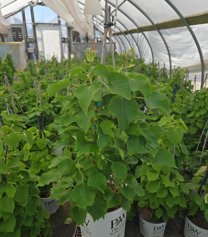 Schizophragma hydrangeoides Flirty Girl®