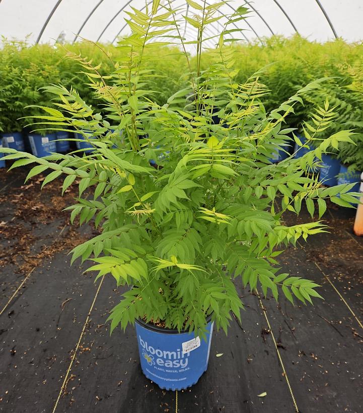 Sorbaria sorbifolia Cherry on Top™