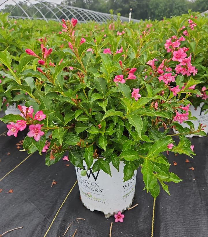 Weigela florida Snippet® Dark Pink