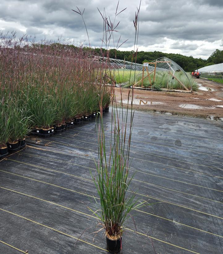 Andropogon gerardii 'Red October'
