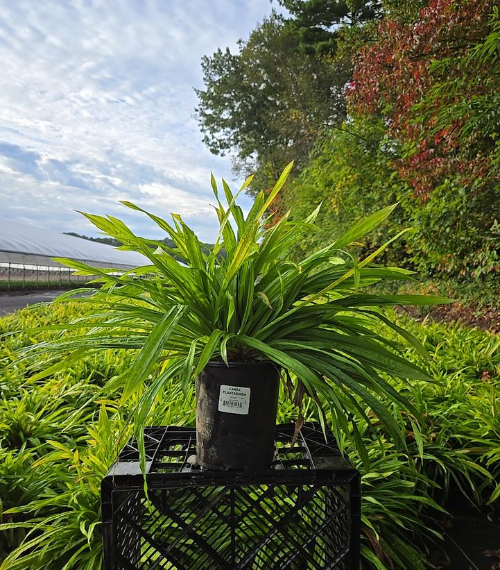 Carex plantaginea 