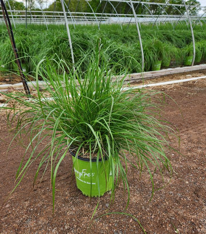 Pennisetum alopecuroides Etouffee™