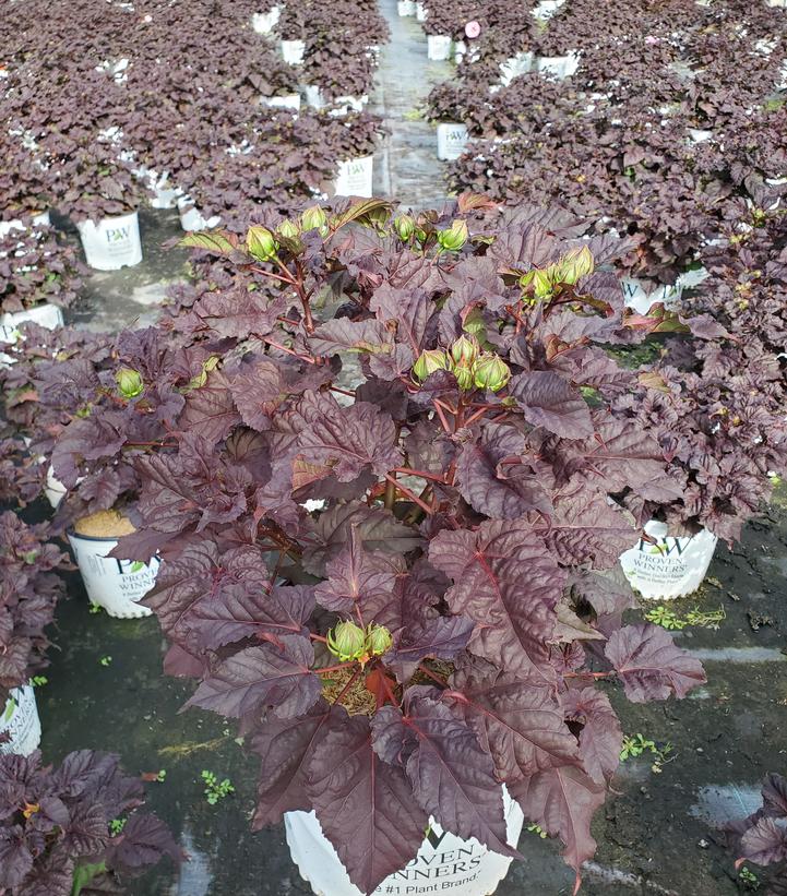 Hibiscus x Summerific® Edge of Night