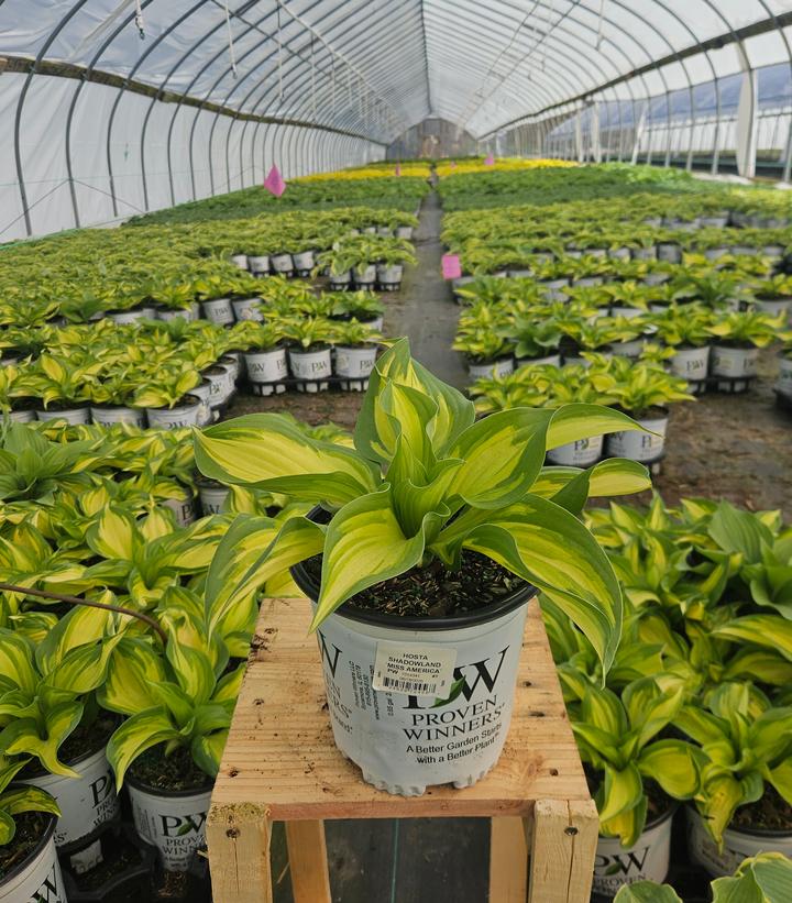 Hosta x Shadowland® Shadowland® 'Miss America'