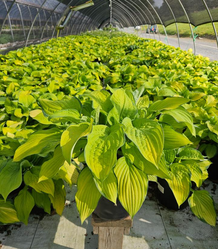Hosta 'Gold Standard'