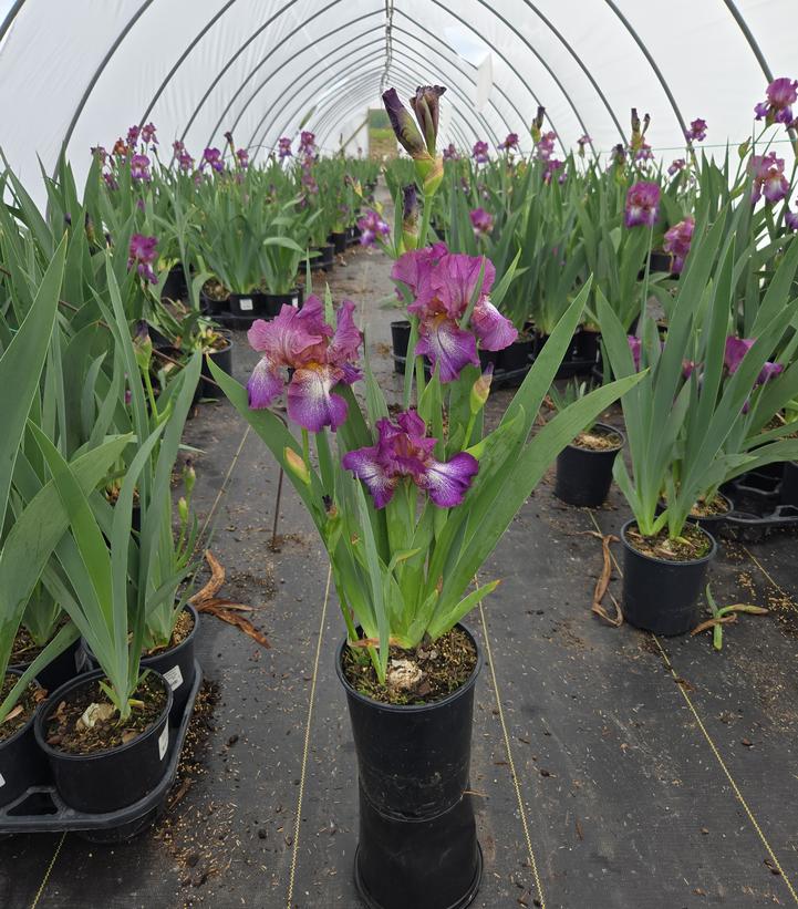 Iris germanica 'Wine Festival'