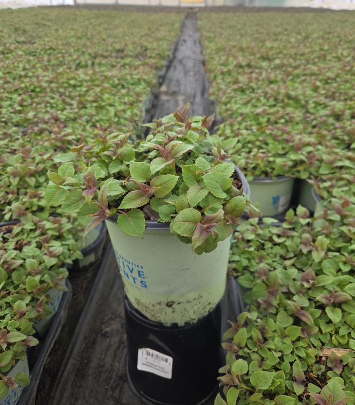 Monarda didyma 'Jacob Cline'