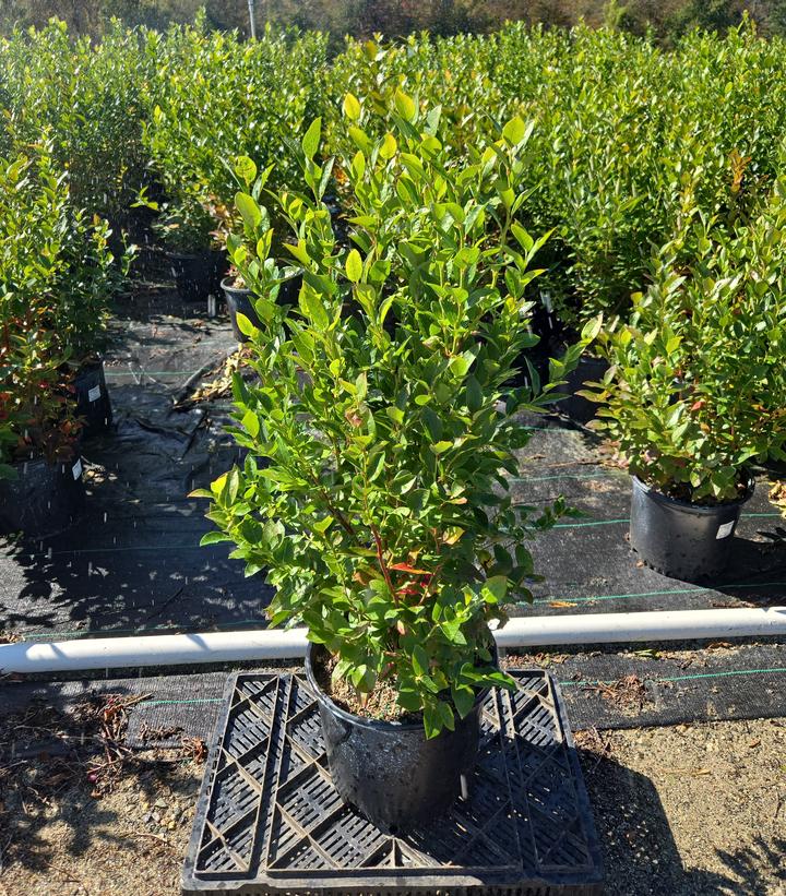 Vaccinium corymbosum 'Polaris'