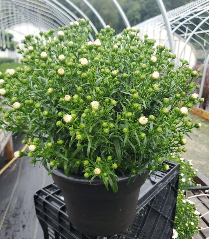 Aster novi-belgii Puff™ White