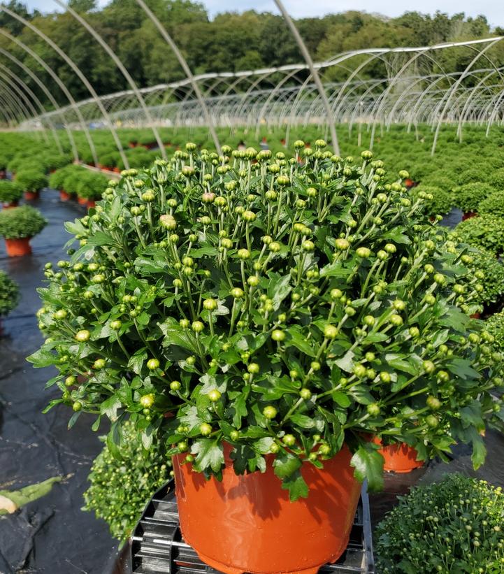 Chrysanthemum Orange