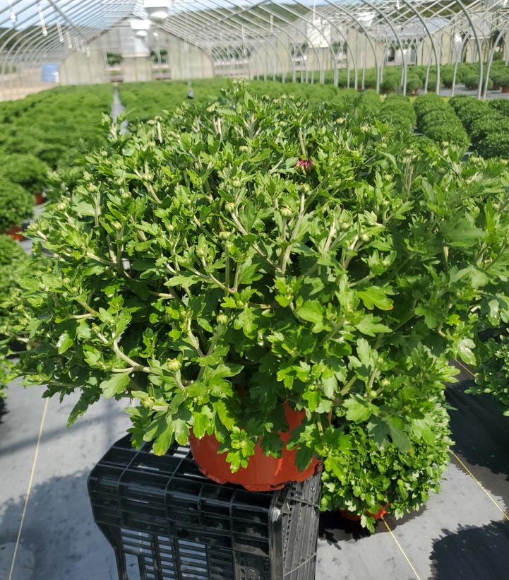 Chrysanthemum Red