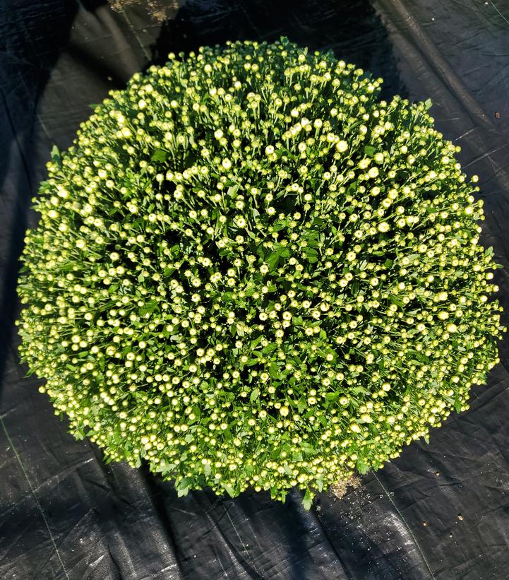 Chrysanthemum White