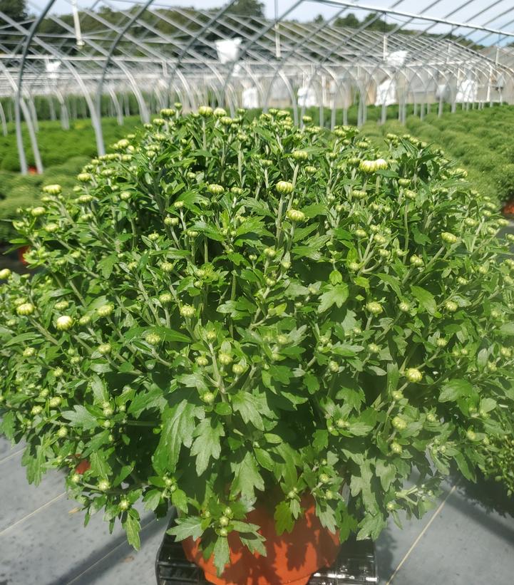 Chrysanthemum White