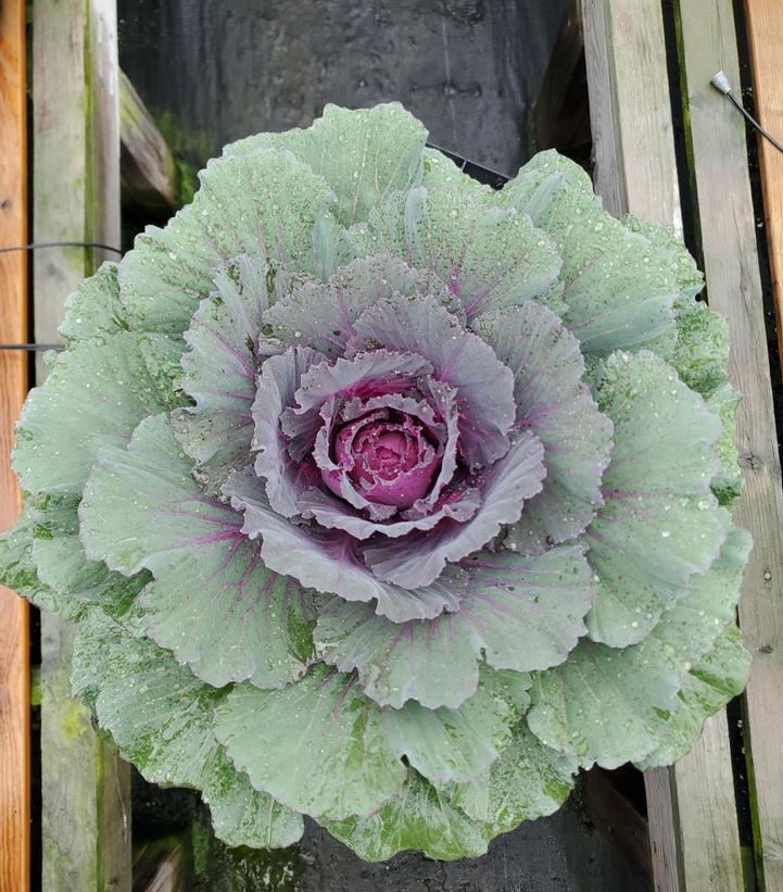 Kale Ornamental Purple