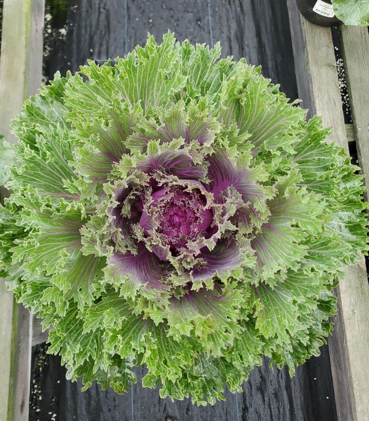 Kale Ornamental Red