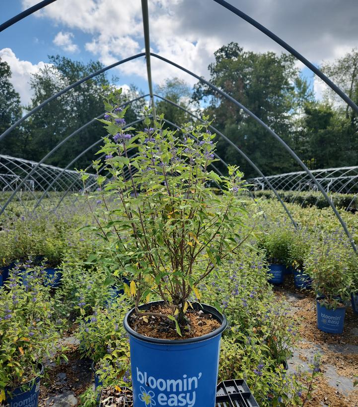 Caryopteris x cland. Beekeeper™